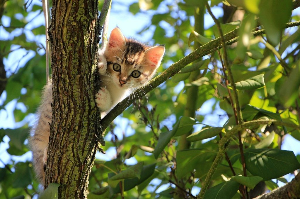 cat, kitten, tree